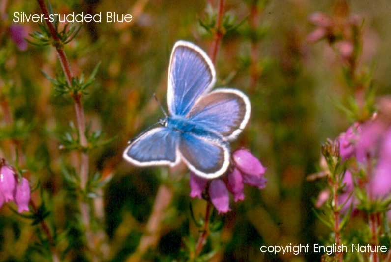 Silver-studded blue